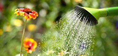 Watering flowers