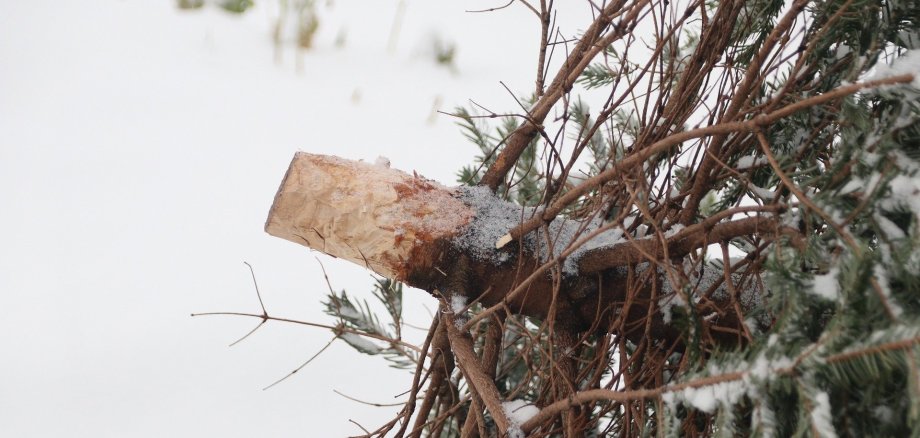 Weihnachtsbaum