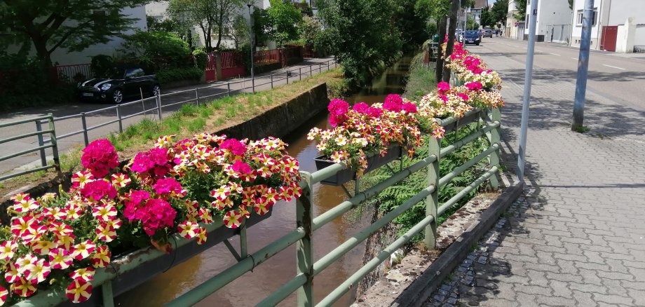 Blumen am Rehbach