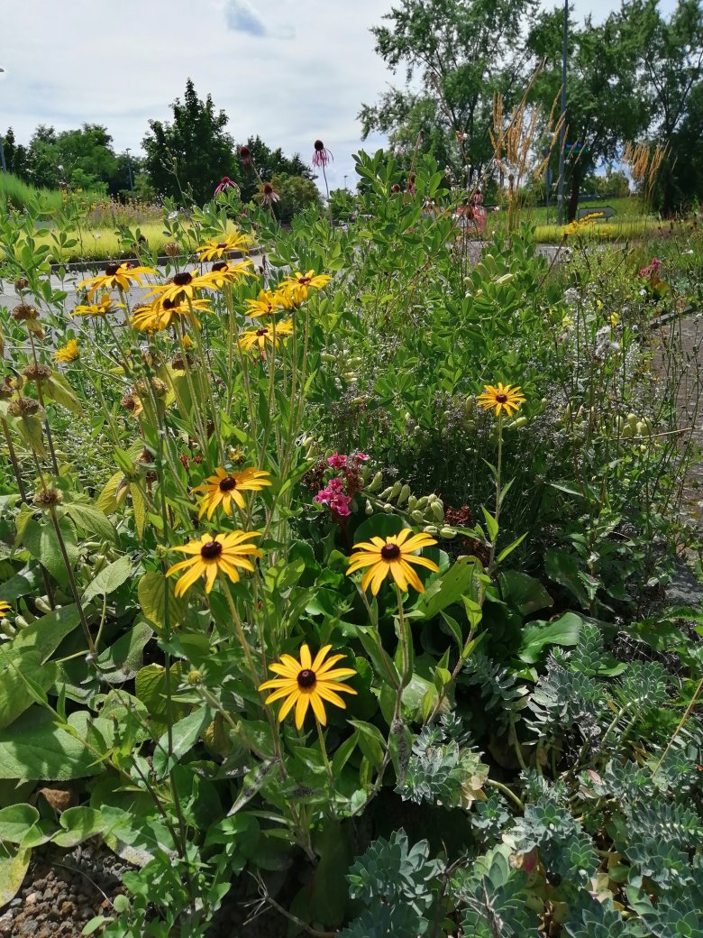 Blumenbeet an der Straße